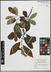 Foto von Salix appendiculata Vill.
